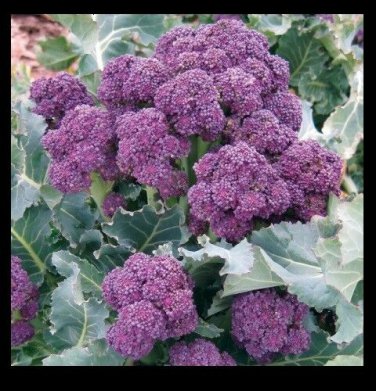 Broccoli Purple Sprouting 4000 SEEDS Cold Hardy! Bulk Rare Fun!