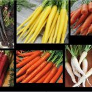 Carrot SEEDS COMBO Nebula Atomic Red Cored Chantentay White Solar Yellow Nantes