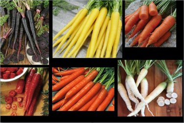 Carrot SEEDS COMBO Nebula Atomic Red Cored Chantentay White Solar Yellow Nantes