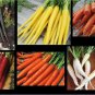 Carrot SEEDS COMBO Nebula Atomic Red Cored Chantentay White Solar Yellow Nantes