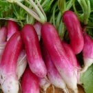 French Breakfast Radish  5000 SEEDS long delicious30 days easy 2 gro!