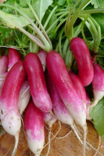 French Breakfast Radish  5000 SEEDS long delicious30 days easy 2 gro!