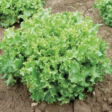 Tango Lettuce10000 SEEDS Frilliest Loose Leaf adds loft & texture  40 days!