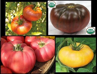 Combo Brandywine YELLOW RED BLACK PINK Tomato 30 SEEDS Rare Beefsteak Organic