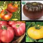 Combo Brandywine YELLOW RED BLACK PINK Tomato 30 SEEDS Rare Beefsteak Organic