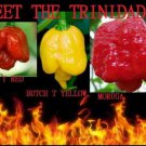 COMBO : 20 SEEDS Trinidads BUTCH T RED & YELLOW MORUGA SCORPION Hot PEPPER