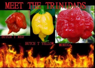 COMBO : 20 SEEDS Trinidads BUTCH T RED & YELLOW MORUGA SCORPION Hot PEPPER