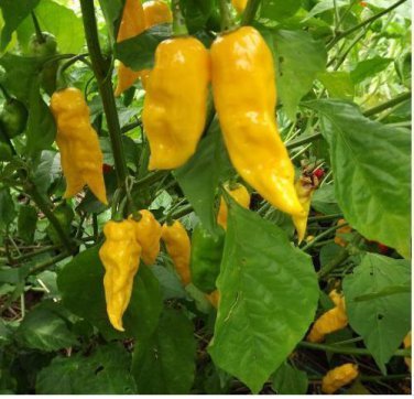 50 Yellow Ghost Pepper Bhut Jolokia SEEDS Chili  RARE EXTREMELY HOT!