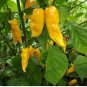 50 Yellow Ghost Pepper Bhut Jolokia SEEDS Chili  RARE EXTREMELY HOT!