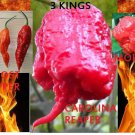 COMBO Bhut Jolokia Ghost pepper Carolina Reaper Trinidad Moruga Scorpion HOT!!!!