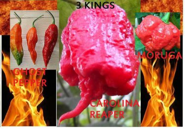 COMBO Bhut Jolokia Ghost pepper Carolina Reaper Trinidad Moruga Scorpion HOT!!!!