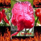 COMBOGhost pepper Carolina Reaper Trinidad Scorpion Butch T chili SEEDS
