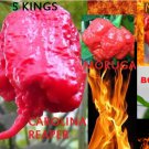 COMBO Carolina Reaper Naga Viper Red Ghost Moruga Red Scotch Bonnet 10 SEEDS