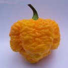 100 SEEDS Trinidad 7 POD (Pot) Yellow chili Superhot pepper world record rare