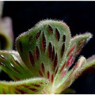 Aeonium smithii Succulent Smith’s Giant Houseleek 100 SEEDS