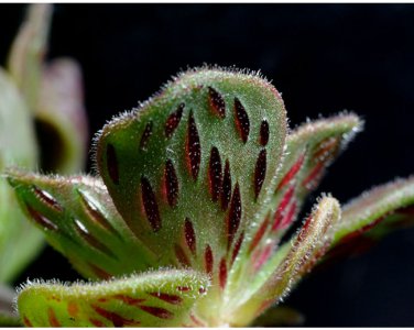 Aeonium smithii Succulent Smith&acirc;��s Giant Houseleek 100 SEEDS