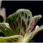 Aeonium smithii Succulent Smith’s Giant Houseleek 100 SEEDS