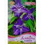 Rhizoma Iridis Orris Root Blue Flowers 1000 SEEDS