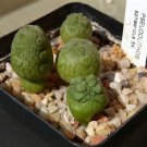 1PC PSEUDOLITHOS Sphaericust Seed