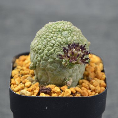 ONLY 1 PIEICE Pseudolithos Eylensis Seed