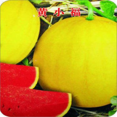 Brand New! Huangxiao Fu Small Yellow Watermelon 3000 SEEDS