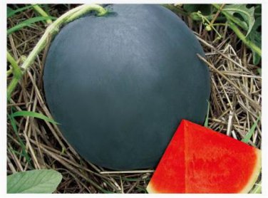 2000 Seedless watermelon SEEDS