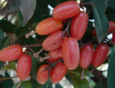 Elaeagnus multiflora Silverberry Goumi Berry SEEDS Buddha's Light Fruit Ta-pieh Mountains Rare Fruit