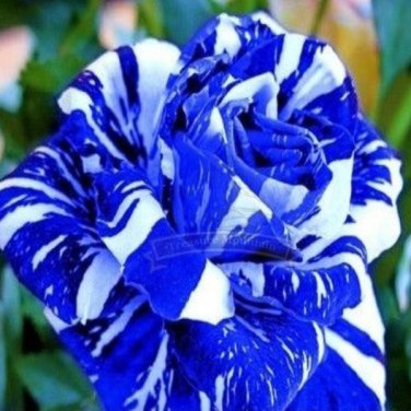 (Wholesales) 500g SEEDS BLUE STRIPE ROSE RARE ROSE ROSE BUSH BLUE WHITE DRAGON T1