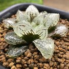 Haworthia truteriorum Hybrids Gray Semilucent White Bonsai Succulent SEEDS