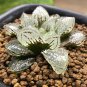 Haworthia truteriorum Hybrids Gray Semilucent White Bonsai Succulent SEEDS
