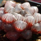 Haworthia obtusa Hybrid Red Transparent Bonsai Succulent SEEDS 5Big Bonsaia must for loving succulen