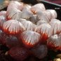 Haworthia obtusa Hybrid Red Transparent Bonsai Succulent SEEDS 5Big Bonsaia must for loving succulen