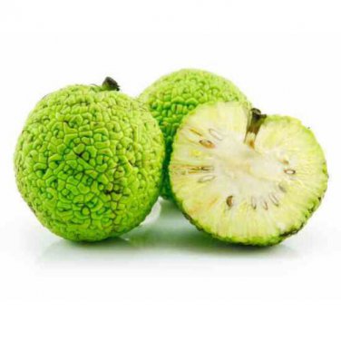 Osage Orange 500 SEEDS Hedge Apple Tree maclura pomifera monkey balls