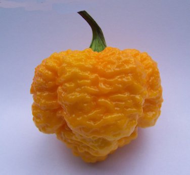 500 SEEDS Trinidad 7 POD (Pot) Yellow chili Superhot pepper world record rare