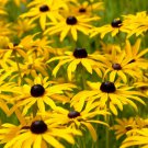 Black Eyed Susan 320000 SEEDS Rudbeckia Hirta Yellow Wildflower Beautiful