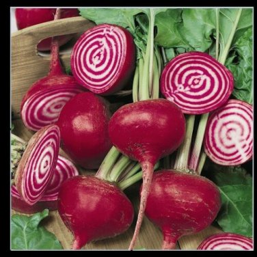Chioggia Beet 17200 SEEDS CandyStripe Bull's Eye Mild Bassano Microgreens
