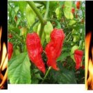 1000 Red Bhut Jolokia SEEDS Ghost Pepper HOT Chilli
