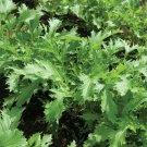 Mizuna Mustard 30000 SEEDS  Bulk Wholesale Asian Vigorous grower