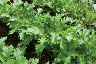 Mizuna Mustard 30000 SEEDS  Bulk Wholesale Asian Vigorous grower