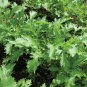 Mizuna Mustard 30000 SEEDS  Bulk Wholesale Asian Vigorous grower