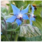 Borage 2500 SEEDS v Starflower Tailwort Herb Bulk Native Bees pollinators