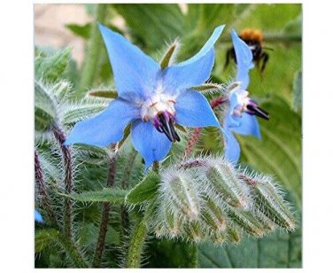 Borage 2500 SEEDS v Starflower Tailwort Herb Bulk Native Bees pollinators