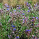 Borage 5000 SEEDS v Starflower Tailwort Herb Bulk Native Bees pollinators
