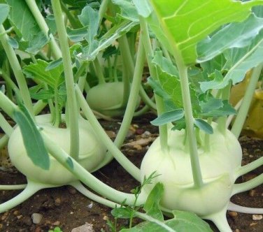 Early White Vienna Kohlrabi 18K SEEDS