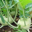 Early White Vienna Kohlrabi 72K SEEDS