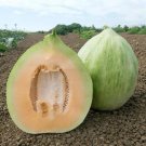 Crenshaw melon 3000 SEEDS Cantaloupe Can weigh up to 10 LBS! Sweet