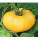 Brandywine YELLOW Tomato 2500 SEEDS