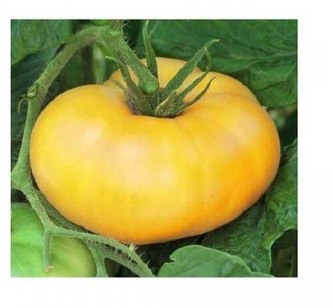 Brandywine YELLOW Tomato 2500 SEEDS
