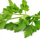 Winter Chervil herb 12000 SEEDS
