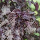 Shiso 28K SEEDS Purple Perilla Red Mint Aromatic frilled leaves Salad